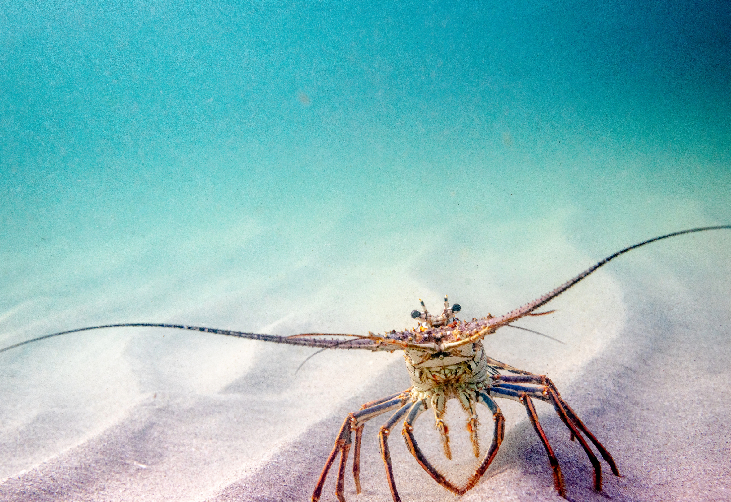 LAGOSTA specializes in the sustainable farming of the European spiny lobster, converting byproducts in unique highly valuable products and setting up a series of ecological programs.