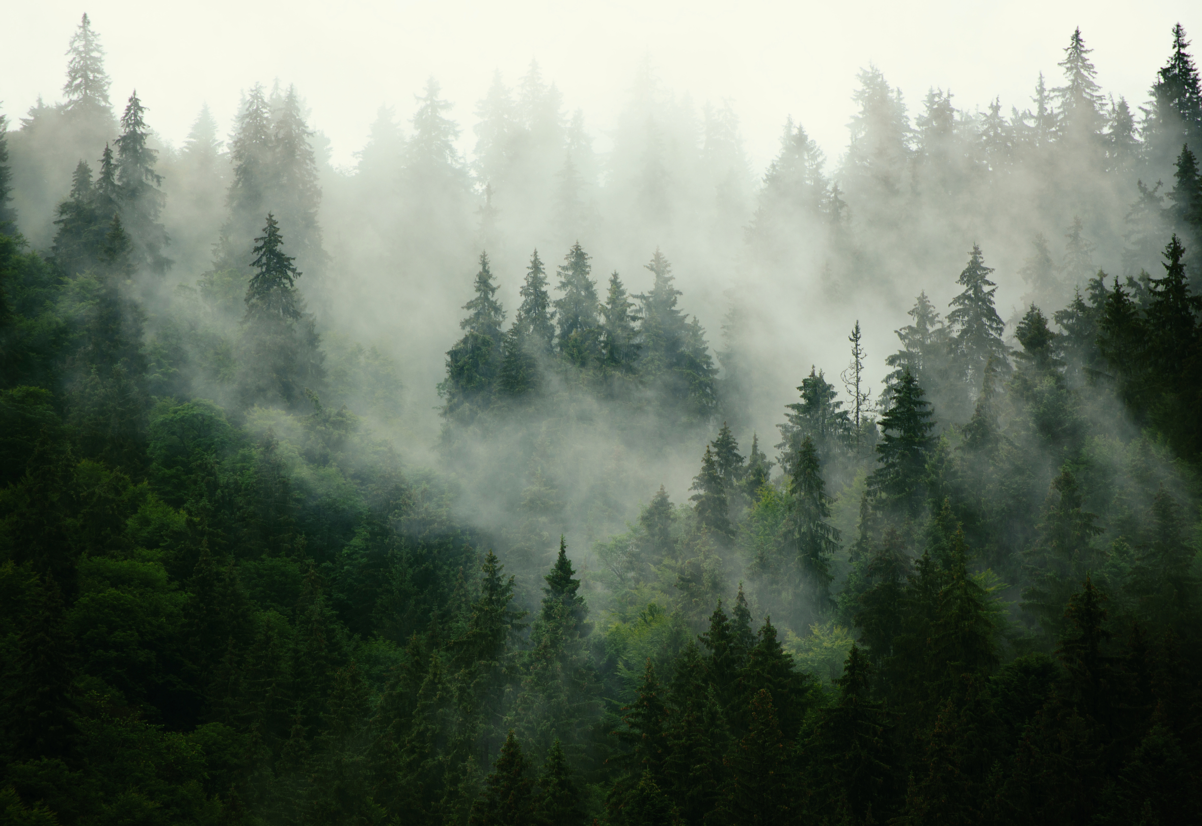 Une chercheuse de l'EPFL a découvert, grâce à l'IA, que les forêts du canton du Valais montent en altitude sous l'effet du changement climatique et de l'évolution de l'agriculture.