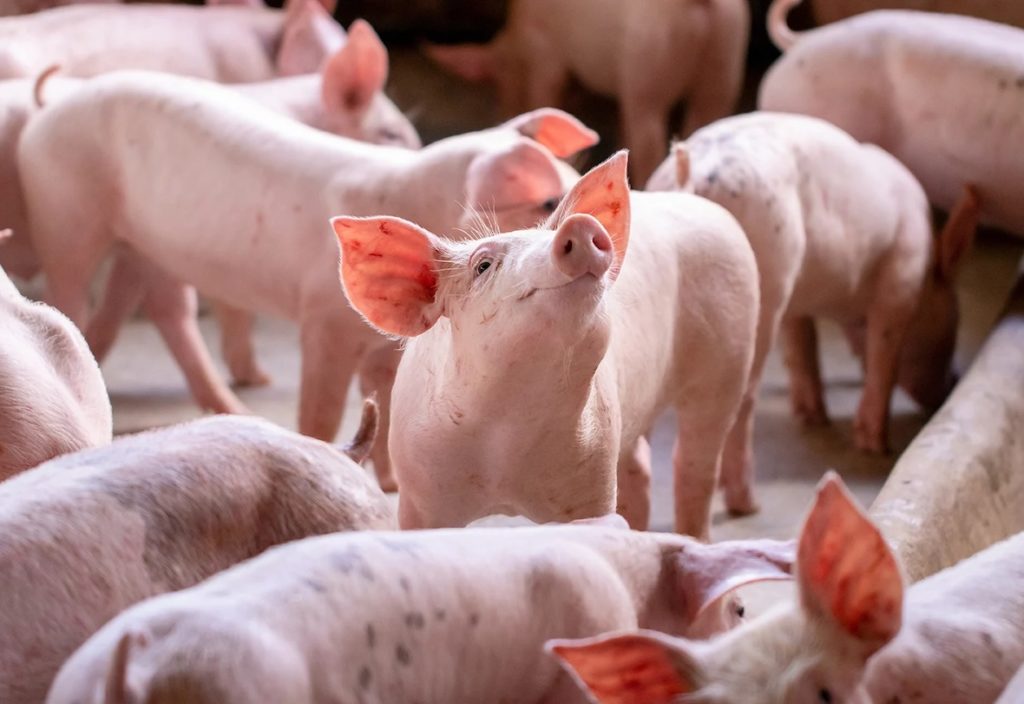 ADM is strengthening its innovation footprint in Western Switzerland with a new R&D center focused on microbiomes to support animal health. The center is located at the Biopôle in Lausanne.